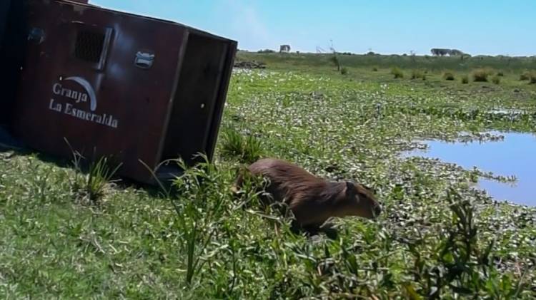Cómo es el trabajo de los especialistas de Provincia en La Esmeralda para salvar animales silvestres
