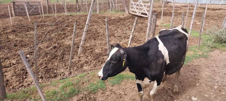 La inseguridad no cesa en el campo