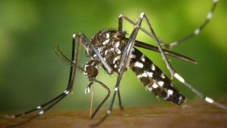 Dengue: Provincia recuerda las recomendaciones para viajeros por el fin de semana largo