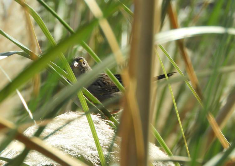 Cómo es el Cachilo Ceja Amarilla, la nueva especie de la Reserva Natural del Oeste