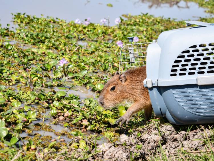 Biodiversidad: Provincia ya liberó más de 350 animales silvestres en 2025