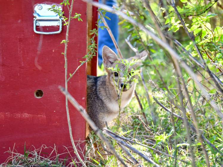 Biodiversidad: Provincia ya liberó más de 350 animales silvestres en 2025