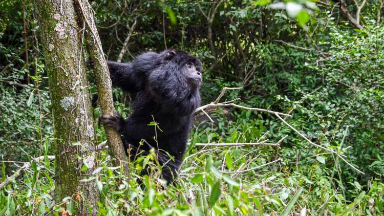 Biodiversidad: Provincia ya liberó más de 350 animales silvestres en 2025
