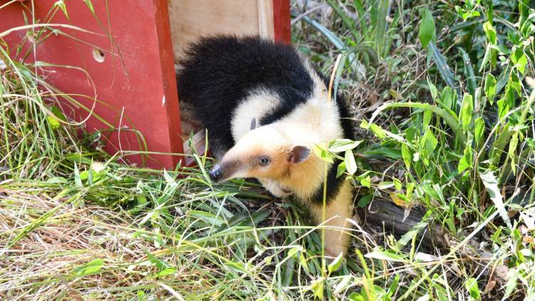 Biodiversidad: Provincia ya liberó más de 350 animales silvestres en 2025