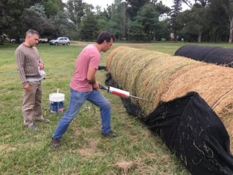 La semilla mágica argentina: el cultivo que puede generar US$ 250 millones al año
