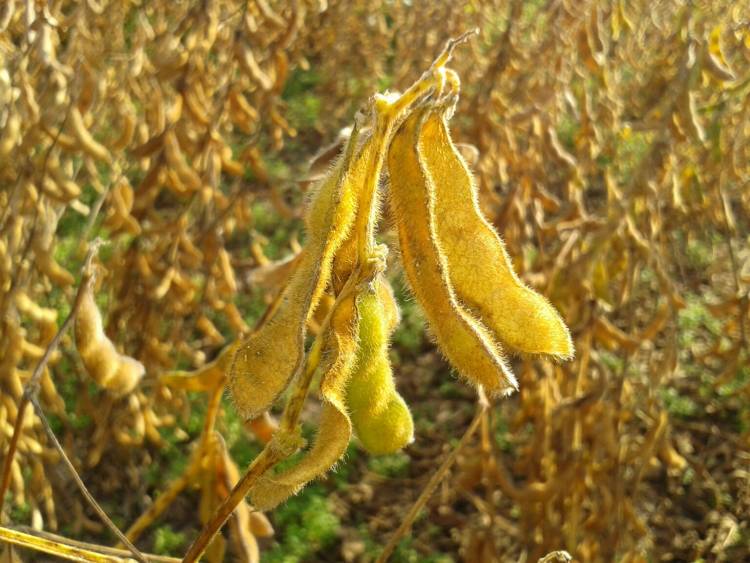 Los productores no pueden ser únicos responsables de sostener el superávit fiscal