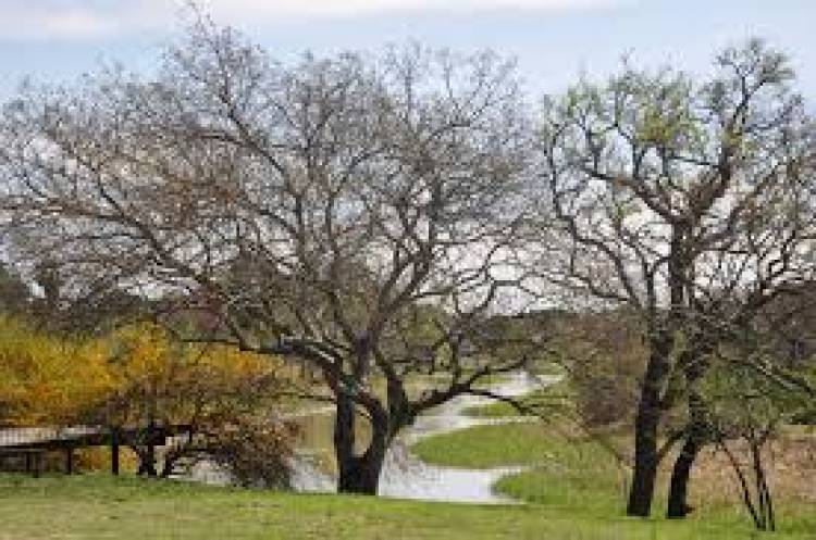 Ciencia y territorio Buscan mitigar los anegamientos en Rincón con vegetación nativa 