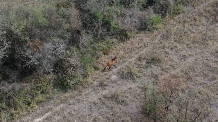 Biodiversidad: tras ser asistido en La Esmeralda, Provincia liberó un aguará guazú en su hábitat natural