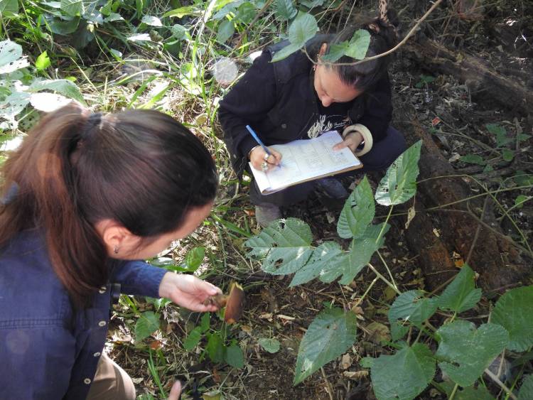 Científicas estudian diversidad y potenciales utilidades de los hongos 