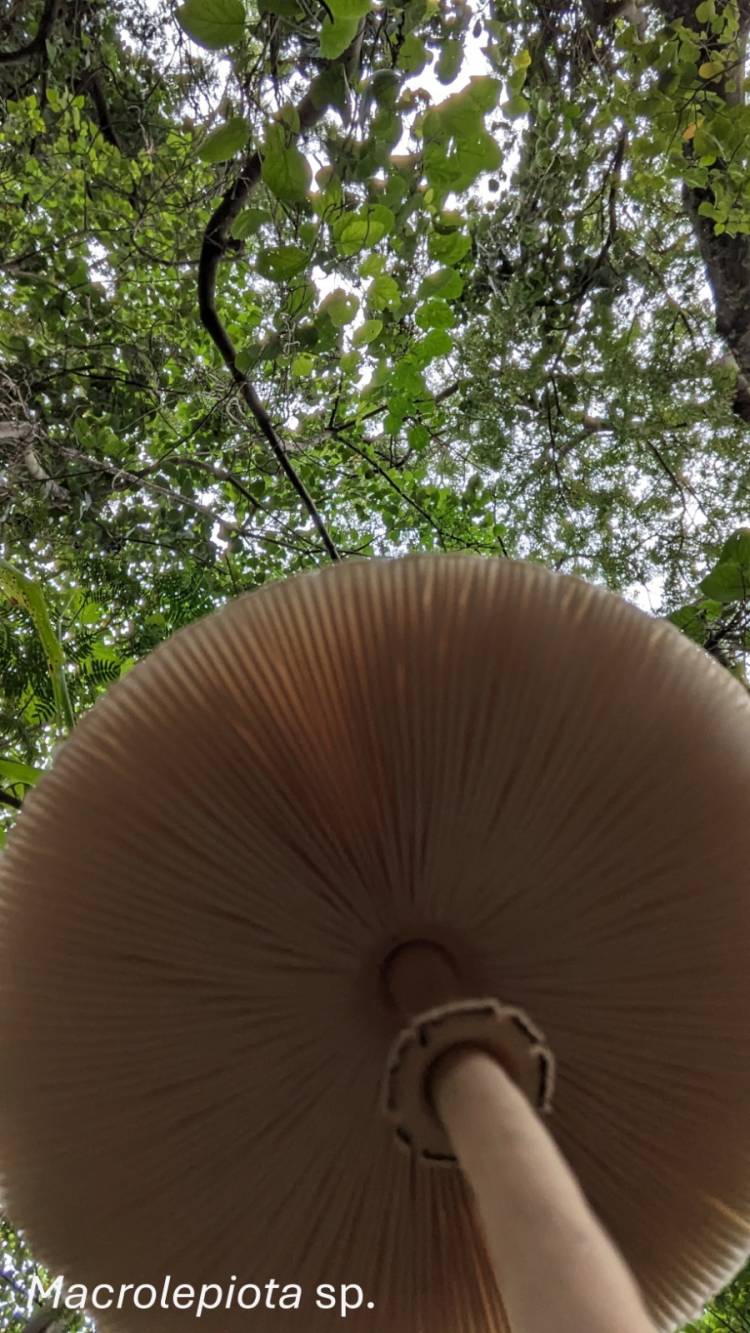 Científicas estudian diversidad y potenciales utilidades de los hongos 