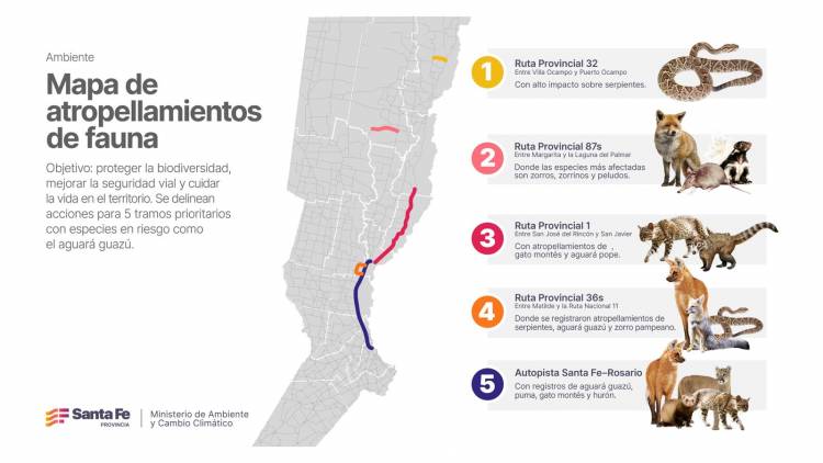 Ambiente: Provincia presentó su primer mapa de atropellamientos de fauna y define acciones para 5 tramos críticos prioritarios