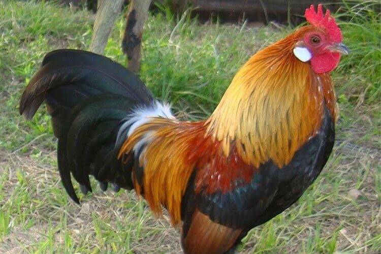 Animales de granja celebrarán su juzgamiento centenario en la ExpoRural de Rafaela