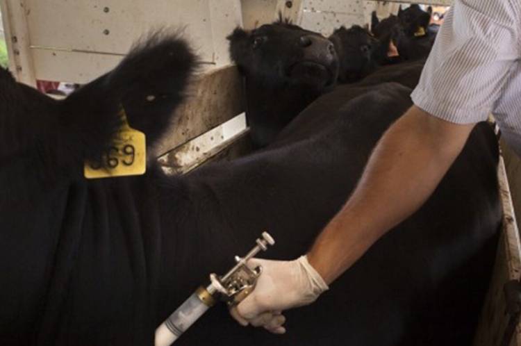 El 13 de octubre arranca la 51° campaña de vacunación antiaftosa