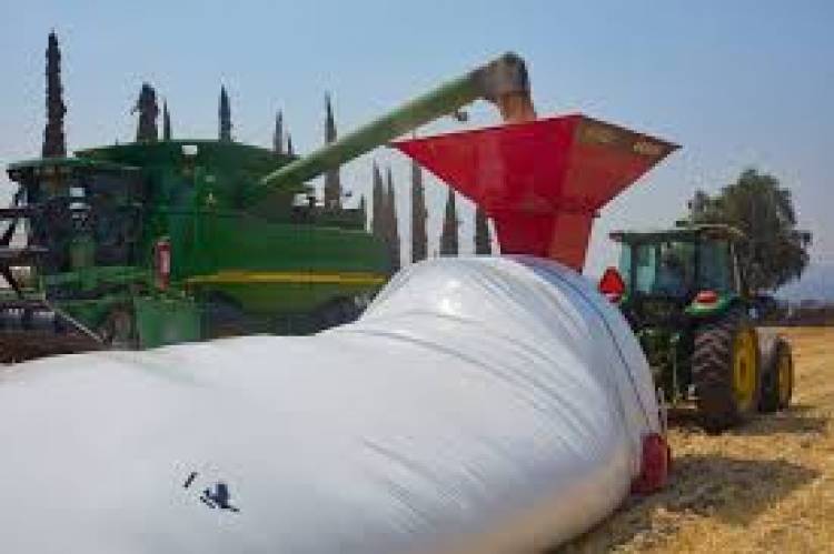 La bacteria "buena" que puede evitar pérdidas en la industria ganadera