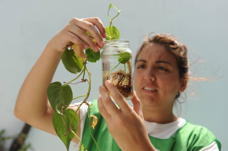  Dengue: se detectó la presencia del vector en ovitrampas de tres barrios