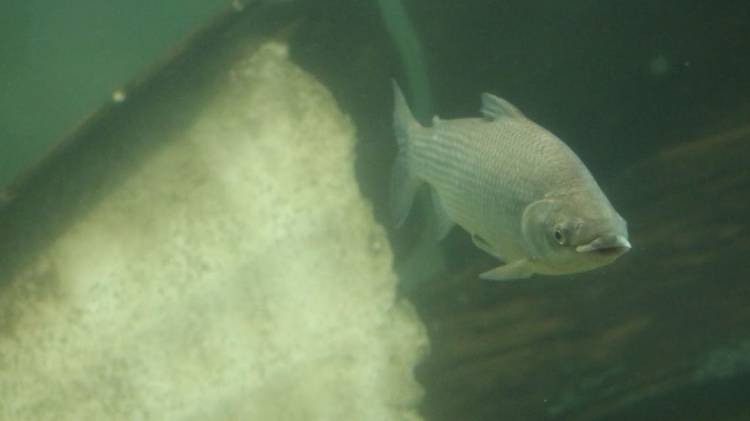 Por qué es importante limitar la exportación de peces del río Paraná