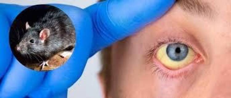 Leptospirosis: Provincia recuerda las medidas de prevención