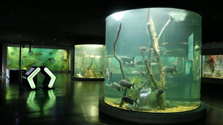 Verano en el Acuario del Río Paraná: convocatoria para colonias y polideportivos