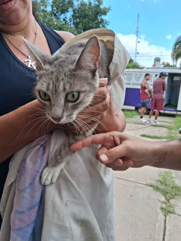La Municipalidad de Santo Tomé realizó una nueva campaña masiva de atención veterinaria en el barrio Adelina Este