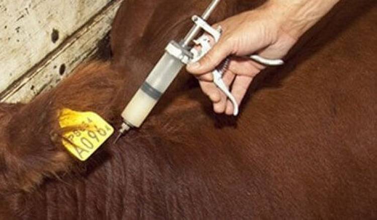 Calendario 2026 – Campaña de Vacunación contra la Fiebre Aftosa