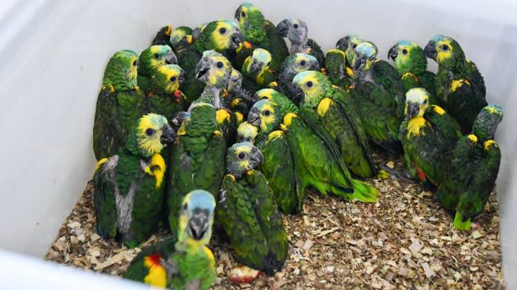 Ambiente: Provincia recibió más de 500 animales silvestres decomisados