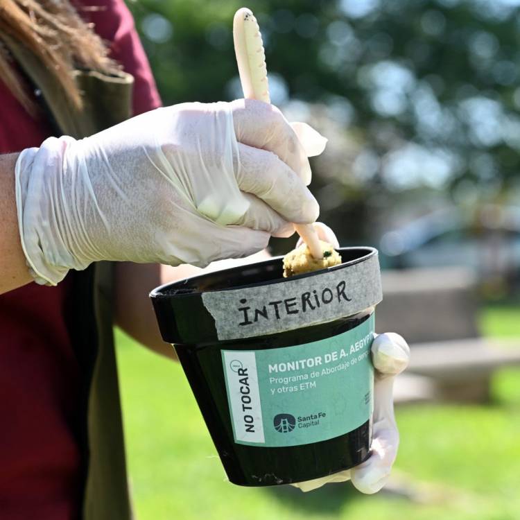 Dengue: se confirmó la presencia del vector en 36 barrios de la ciudad de Santa Fe