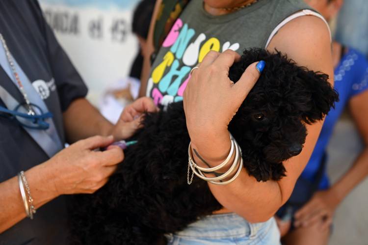 La Municipalidad y el Colegio de Médicos Veterinarios impulsan una campaña masiva de vacunación antirrábica