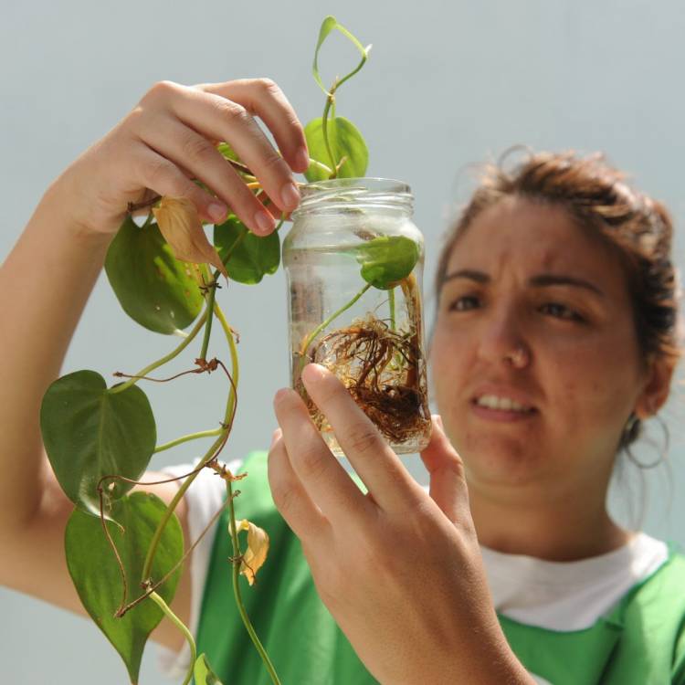 Dengue: se confirmó la presencia del vector en 38 barrios de la ciudad de Santa Fe
