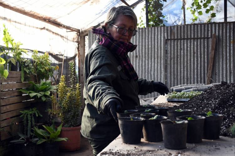 Juegos Suramericanos: se producen más de 18 mil plantines para embellecer los espacios públicos