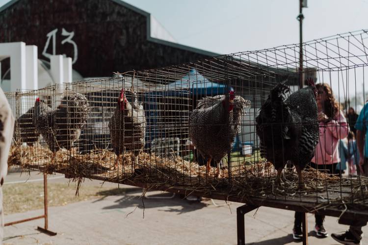 El sector de Granja, estará colmado de ejemplares y actividades en su 101° juzgamiento