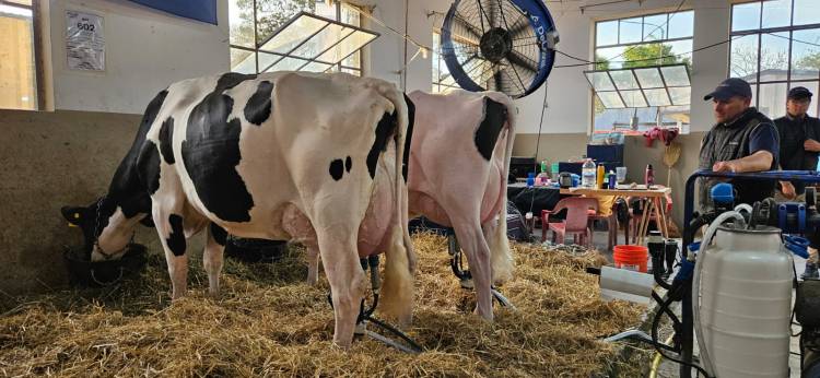 Cuatro vacas de tres cabañas muestran todo el potencial de la lechería en el 105° Concurso de Vacas Lecheras