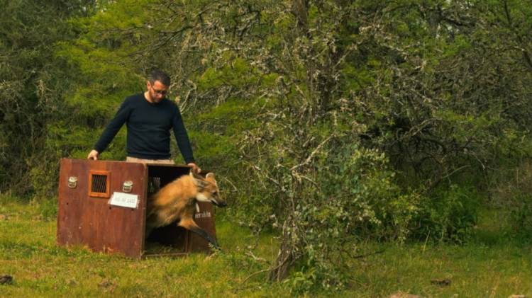 Liberan y devuelven a su hábitat natural el aguará guazú rescatado en el oeste de Rosario